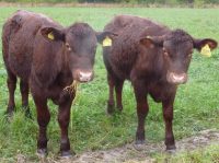 Red Poll cattle