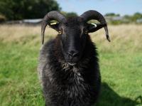 Sheep closeup