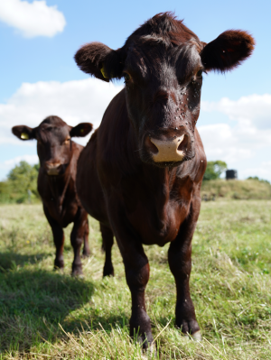 Red-Poll cattle portrait